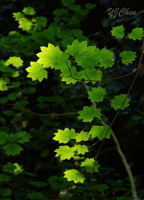 160627_suspension_foliage_F0208m.jpg