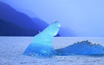 160706_Valdez_iceberg_blue_seagull_1551m.jpg