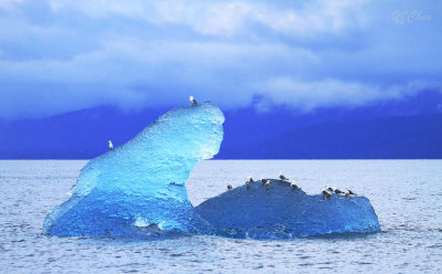 160706_Valdez_iceberg_blue_seagull_1545m.jpg