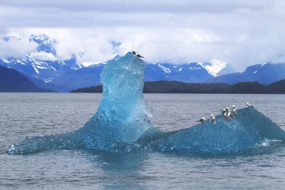 160706_Valdez_iceberg_blue_seagull_1557m.jpg