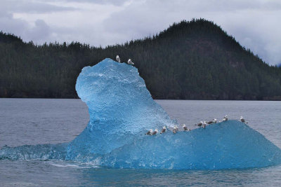 160706_Valdez_iceberg_blue_seagull_1560m.jpg
