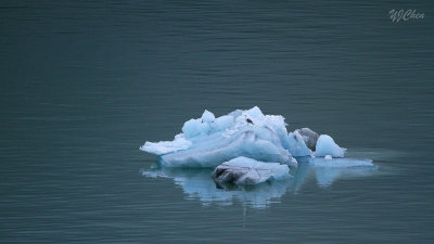 160702_iceberg_seagull_9280m.jpg