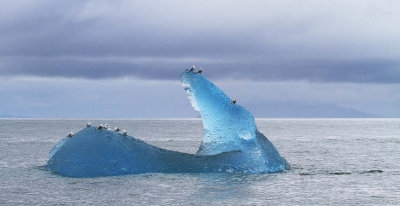 160706_Valdez_iceberg_blue_seagull_1562m.jpg