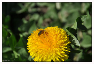 Un pissenlit et une abeille + 2 vidos 