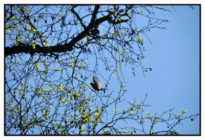 Pinson des arbres       Fringilla coelebs - Common Chaffinch