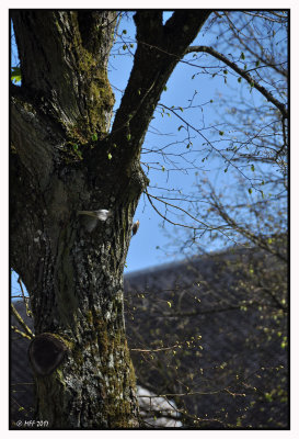 Grimpereau des bois    - Certhia familiaris - Eurasian Treecreeper
