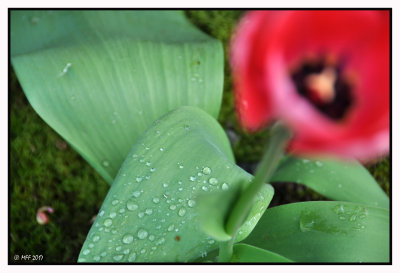 Tulipe + la rose 