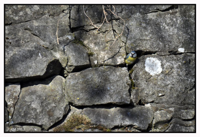 Une mésange a fait son nid dans le mur 