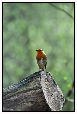 Rouge-gorge familier ♂ adulte + vido  l'illusion du Rougegorge Minute nature