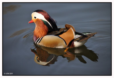 Le canard mandarin  ♂ adulte