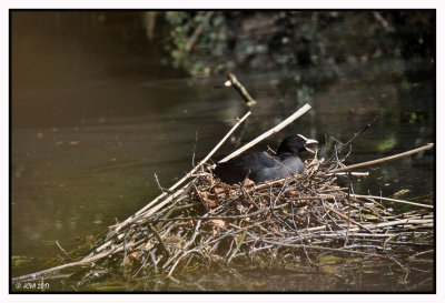 Foulque macroule  + vido Poule d'eau, la vraie, la fausse  La minute nature 