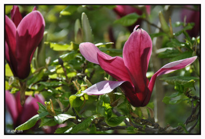 Magnolia rouge dans le jardin des Moines 