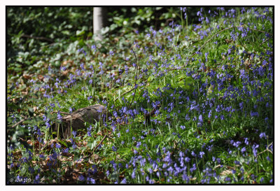 Un mini Hallerbos dans le parc du Bergoje 