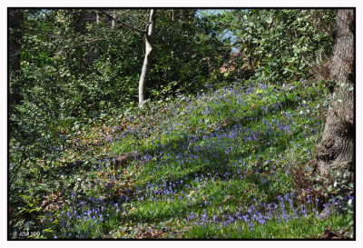 Un mini Hallerbos dans le parc du Bergoje