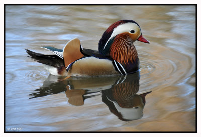 Le canard mandarin  ♂ adulte