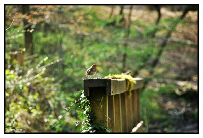 Rouge-gorge familier ♂ adulte + vido  l'illusion du Rougegorge Minute nature