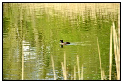 Fuligule morillon   ♀ adulte