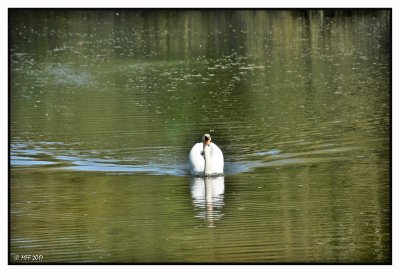 Cygne tuberculé