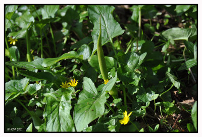 Arum italicum   l'Arum d'Italie ou Gouet d'Italie + vidéo L'arum, prison dorée