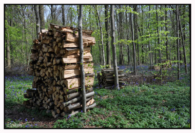 LA MAGIE BLEUE DU BOIS DE HAL (HALLERBOS) 20 AVRIL 2017