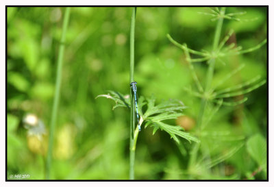 Une demoiselle - Agrion jouvencelle  / zone humide 