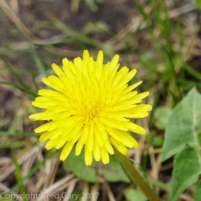 Dandelion.jpg