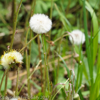 White Dandelion.jpg