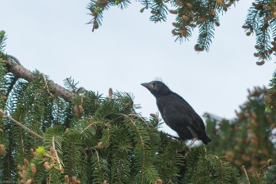 Young Bird lens Test-1.jpg