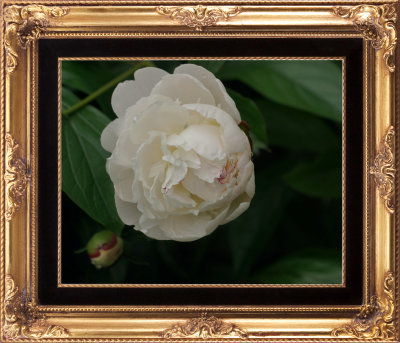 Peony.jpg