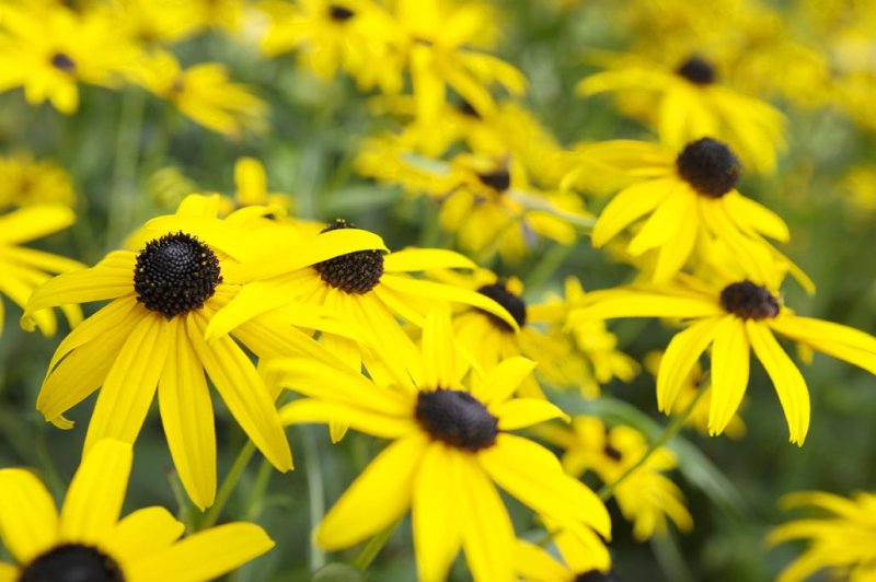 Yellow Morning