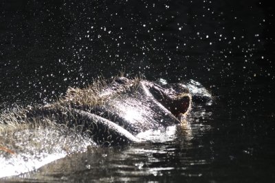 Hippo in Water