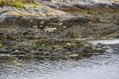 Loch Sunart