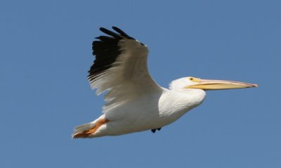 white-pelican.jpg