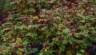 Rose apples