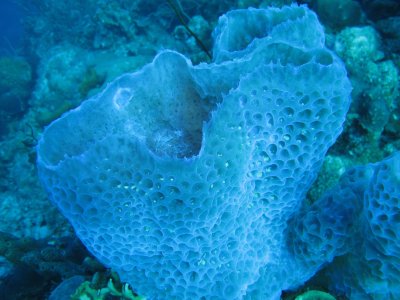 Sponge without flash-a glowing iridescent blue / 2017_01_30_Bonaire_G10 _349.jpg