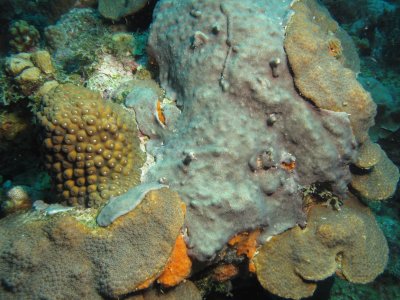 Grayish Sponge growing over coral / 2017_02_01_Bonaire_G10 _620.jpg