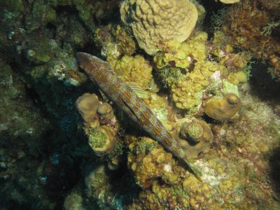 Lizardfish / 2017_02_02_Bonaire_G10 _749.jpg