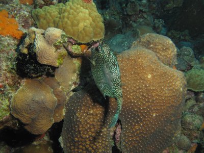 Honeycomb cowfish / 2017_02_02_Bonaire_G10 _815.jpg