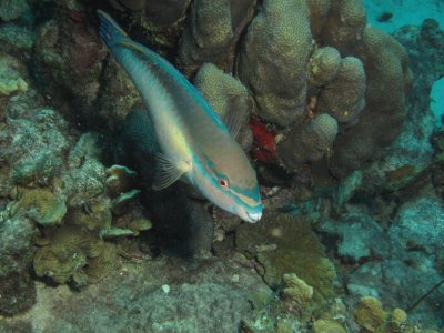 Parrotfish / 2017_02_02_Bonaire_G10 _834.jpg