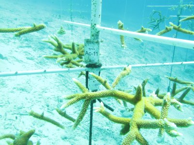 Staghorn coral culture / 2017_02_02_Bonaire_G10 _868.jpg