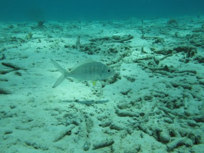 Yellowfin mojarra cruising the sandy bottom, made to match  / 2017_02_02_Bonaire_G10 _907.jpg