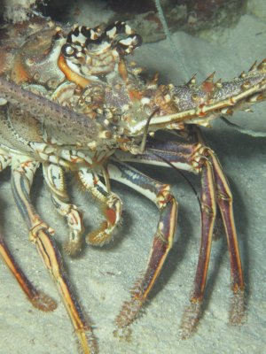 A big lobster / 2017_02_03_Bonaire_G10 _1006.jpg