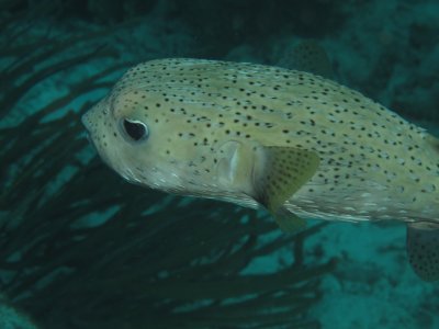 Puffer fish / 2017_02_03_Bonaire_G10 _1023.jpg