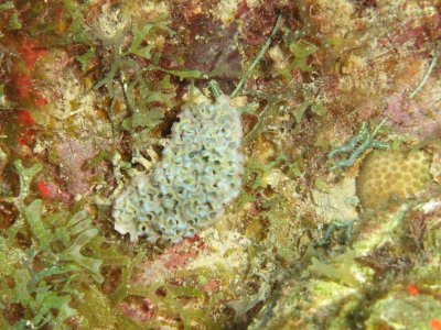 Lettuce nudibranch - the only type we spotted. / 2017_02_03_Bonaire_G10 _1030.jpg