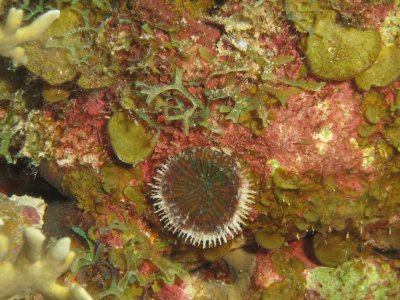 Small coral disc / 2017_02_03_Bonaire_G10 _1033.jpg