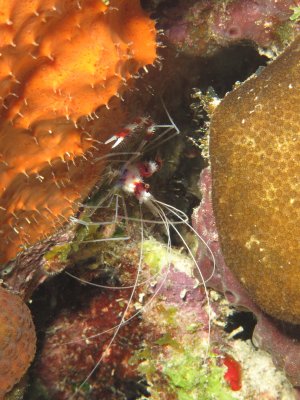 Banded Coral Shrimp  / 2017_02_03_Bonaire_G10 _1104.jpg