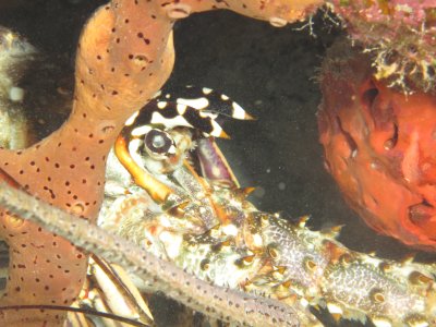 Lobster up close / 2017_02_03_Bonaire_G10 _997.jpg