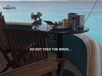 The birds took advantage of leftovers. / 2017_02_04_Bonaire_iPhone _193 dont feed birds.jpg