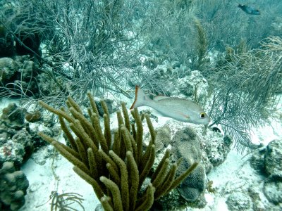 Mahogany snapper in the shallows / 2017_01_30_BonaireTom _018.jpg