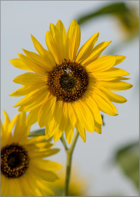 flowers from France